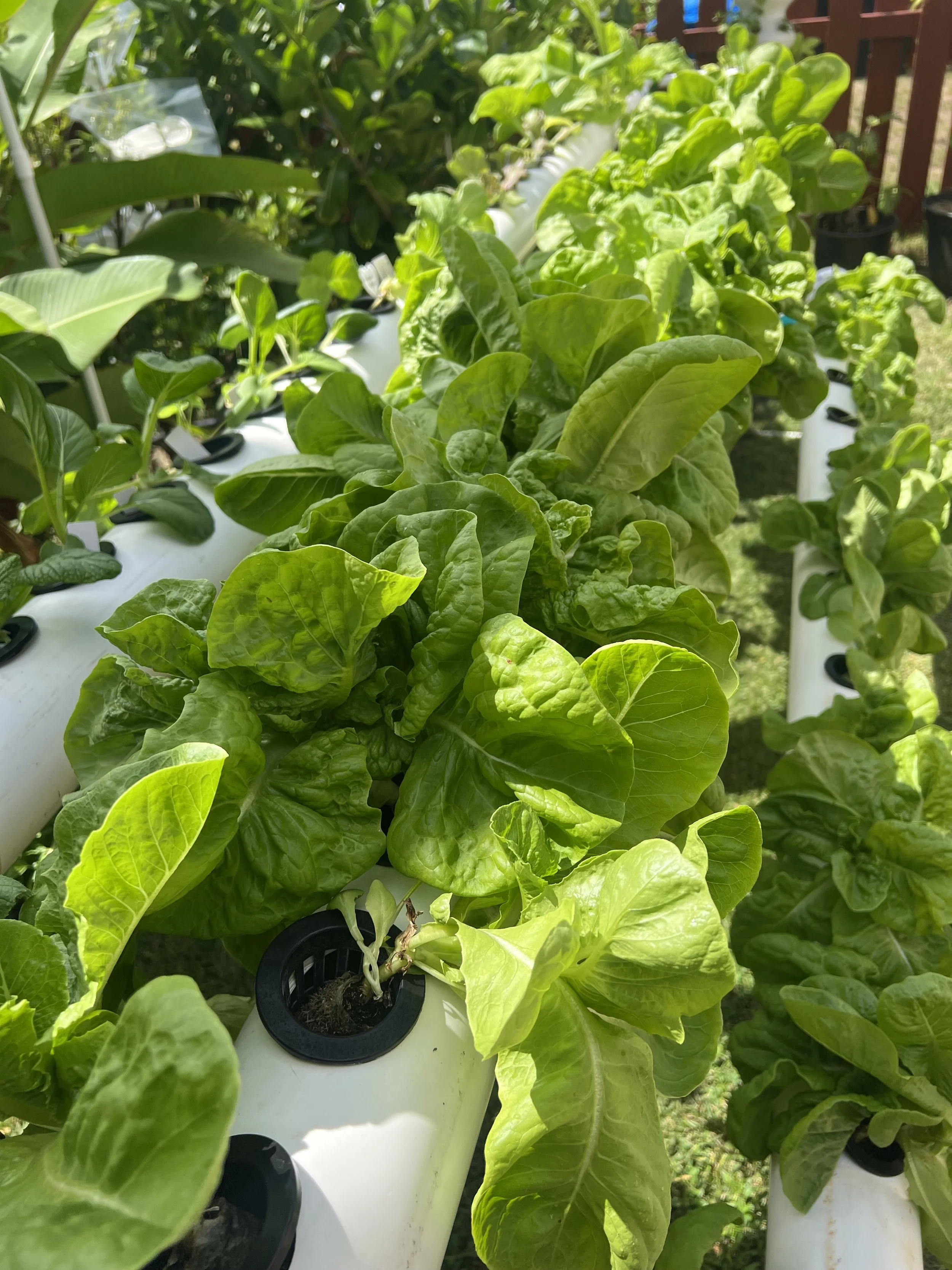 コロナリウム　wai wai from PNgarden Wai Gardens | We Grow, You Harvest!